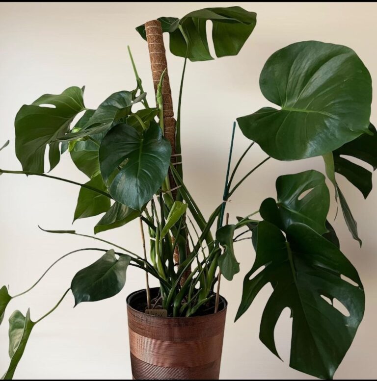 Propagating Monstera Aerial Roots - Helpful Tips