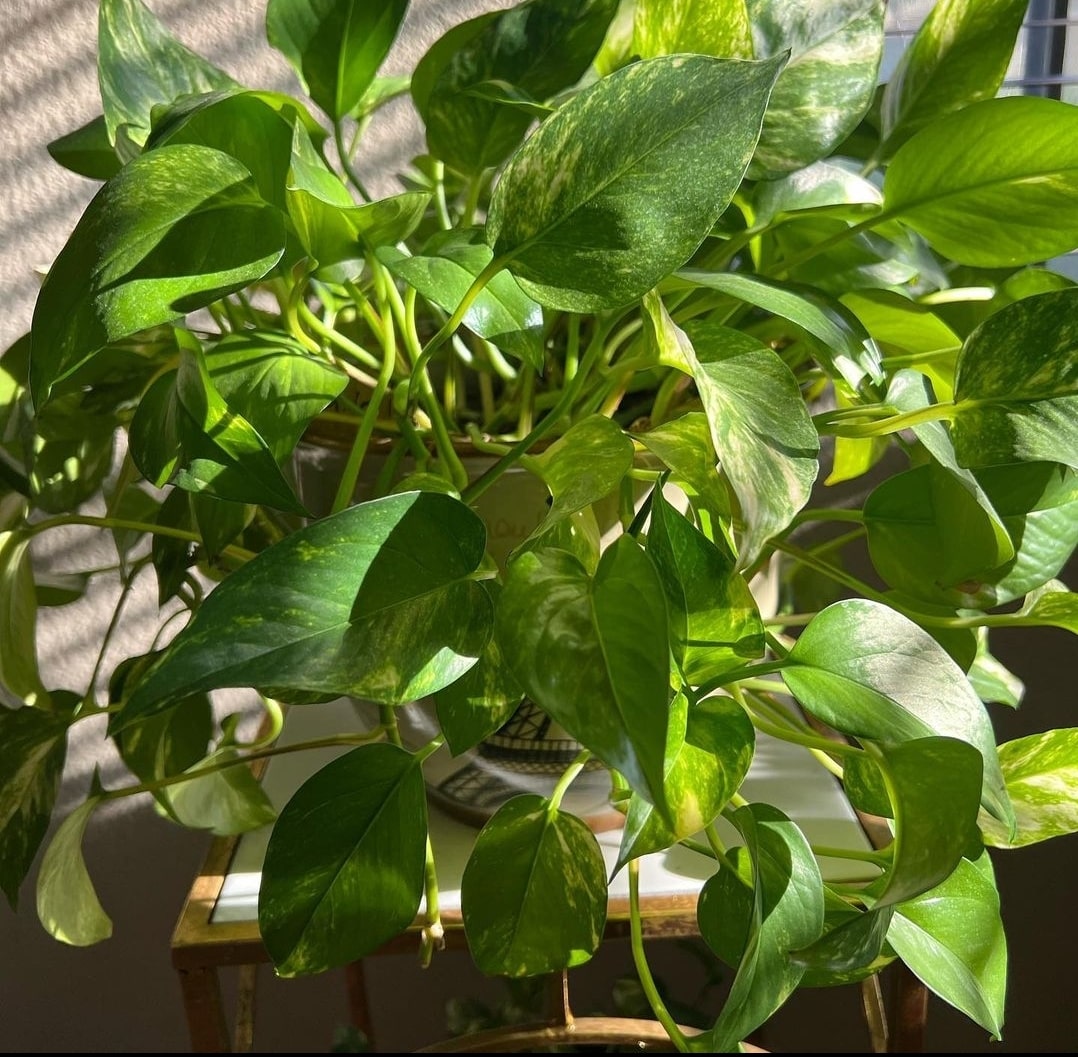 Pothos plant in sunlight