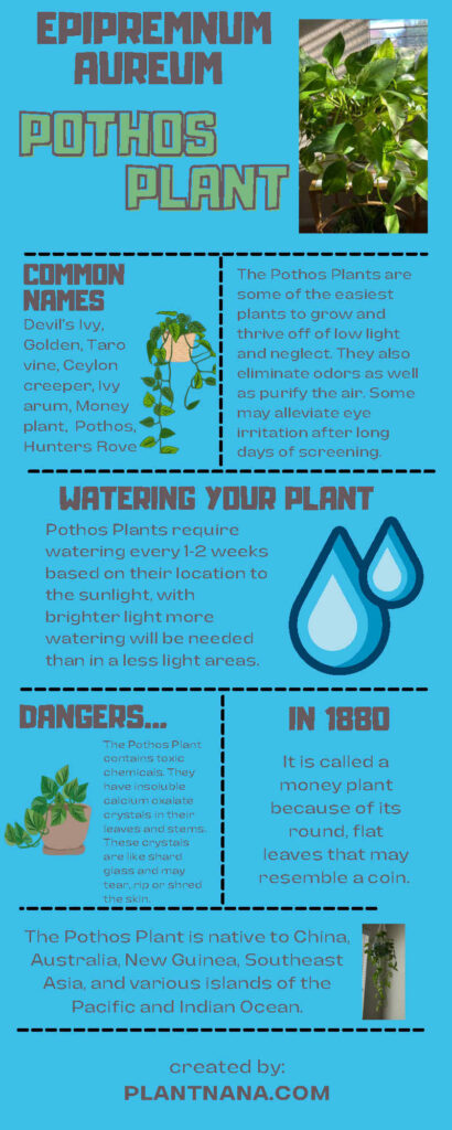 Infographic on pothos plants