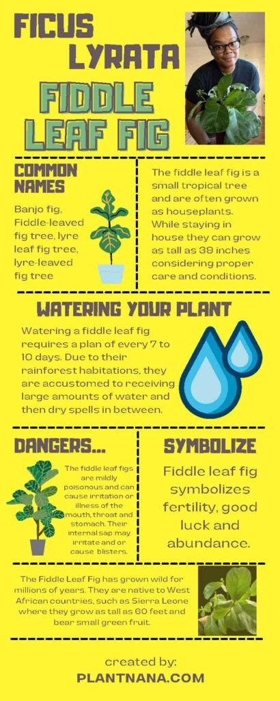 Fiddle leaf fig infographic