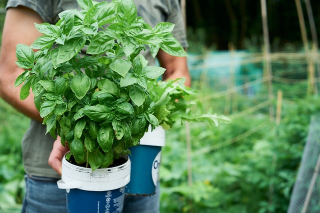 man holding basil in container