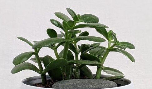 Jade plant in white pot
