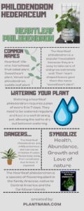 Heartleaf Philodendron aka Philodendron Hederaceum - PlantNana