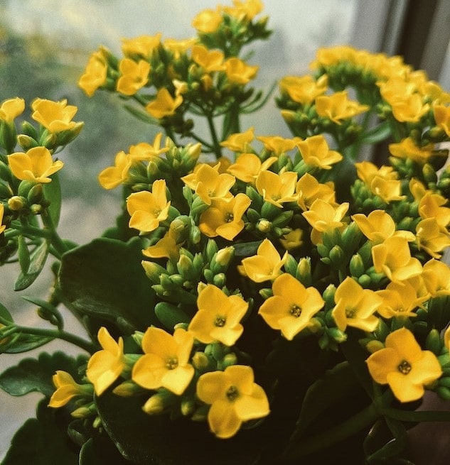 Kalanchoe yellow plant