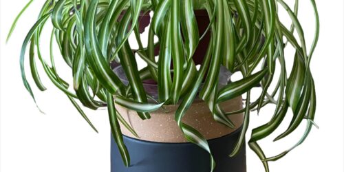 Curly Spider Plant aka Chlorophytum Comosum (Infographic Included)