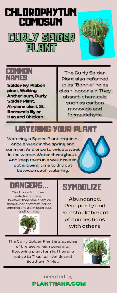 Spider plant infographic
