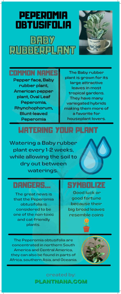 Baby rubber plant infographic